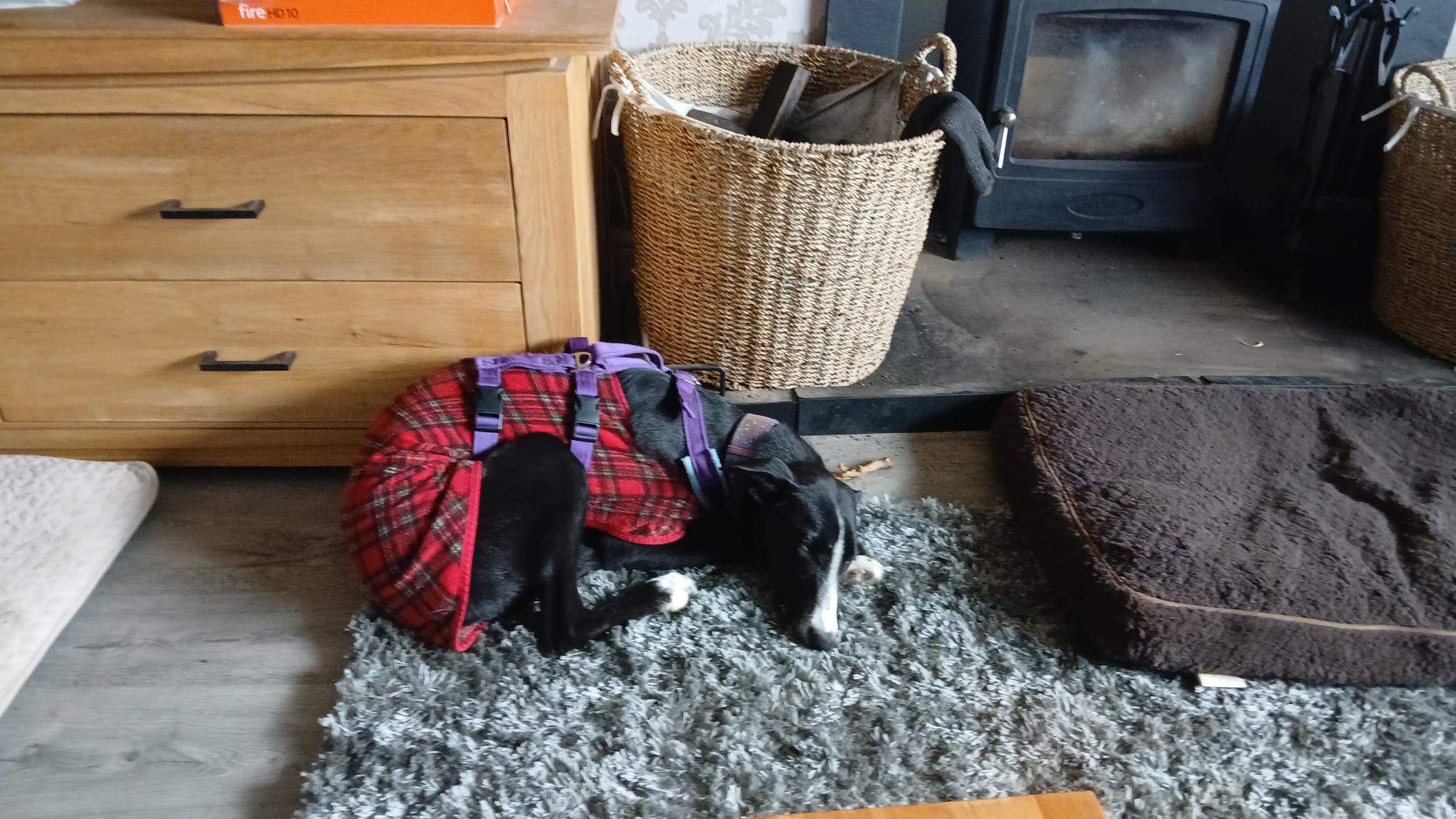 willow_1203244125349207