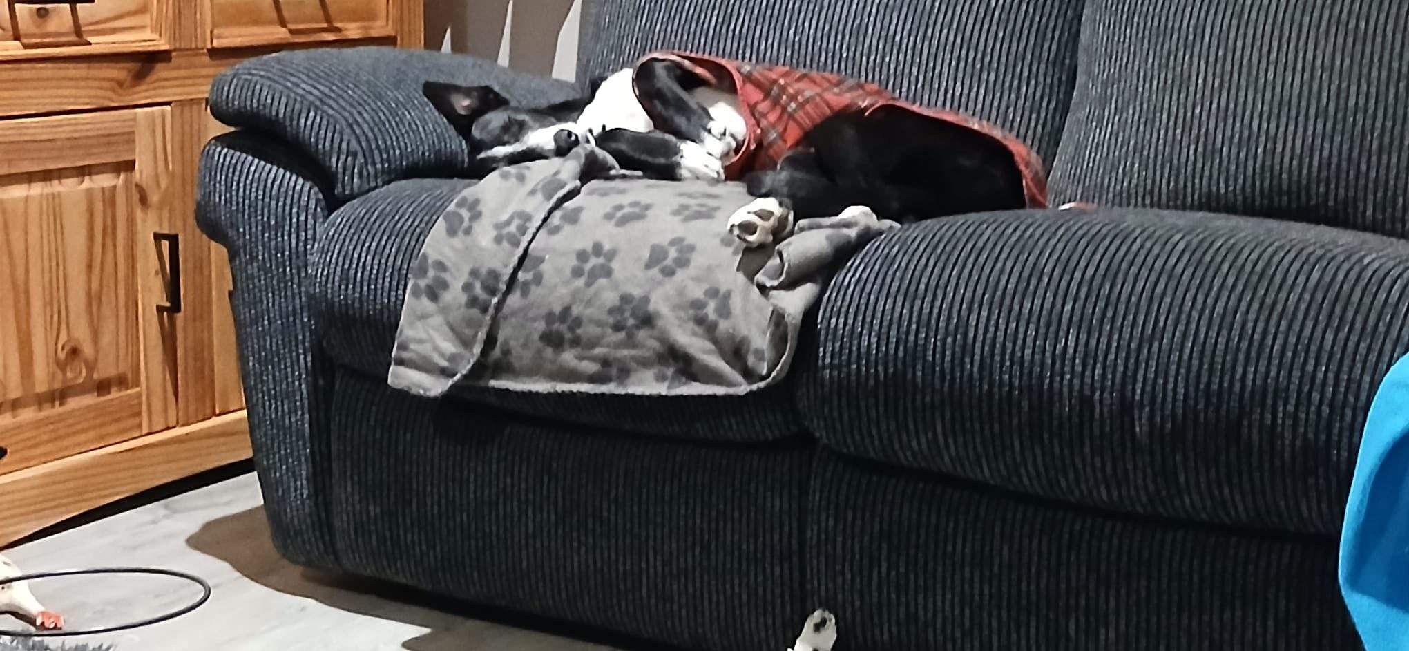 willow_1212526784420941