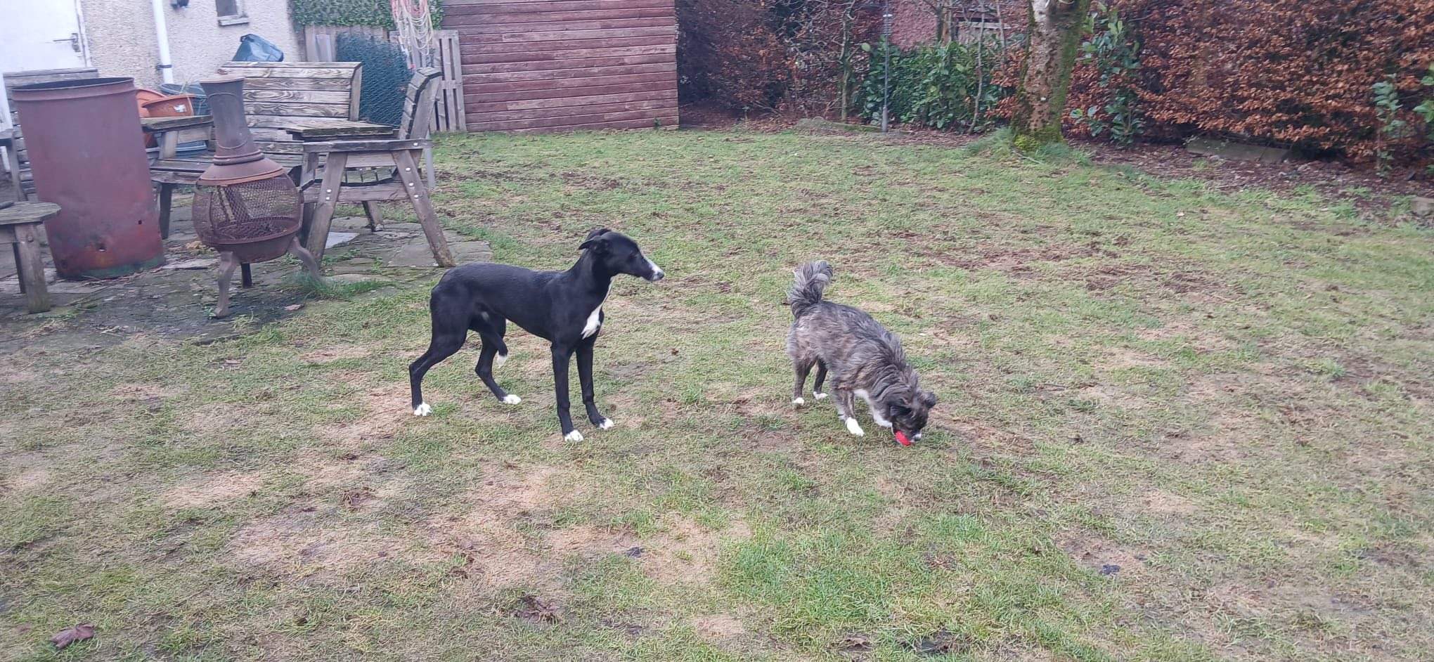 willow_1212526801087606