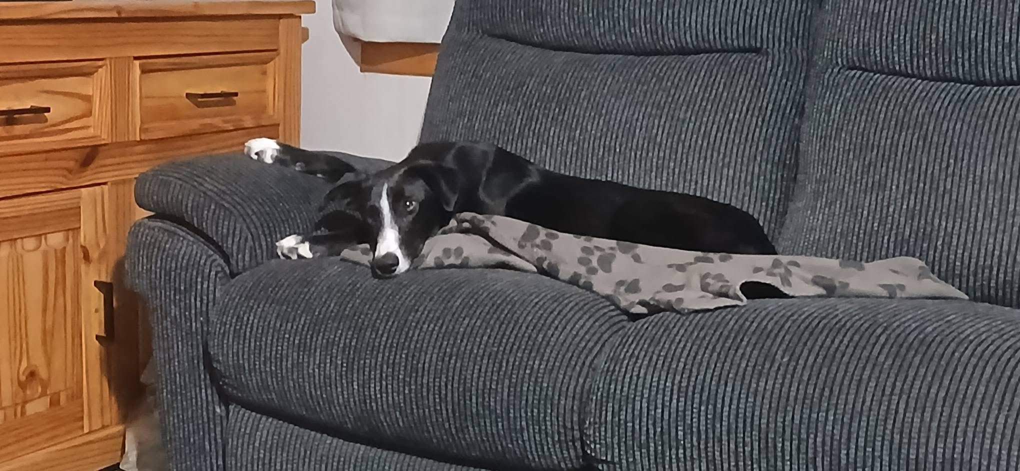 willow_1212897991050487