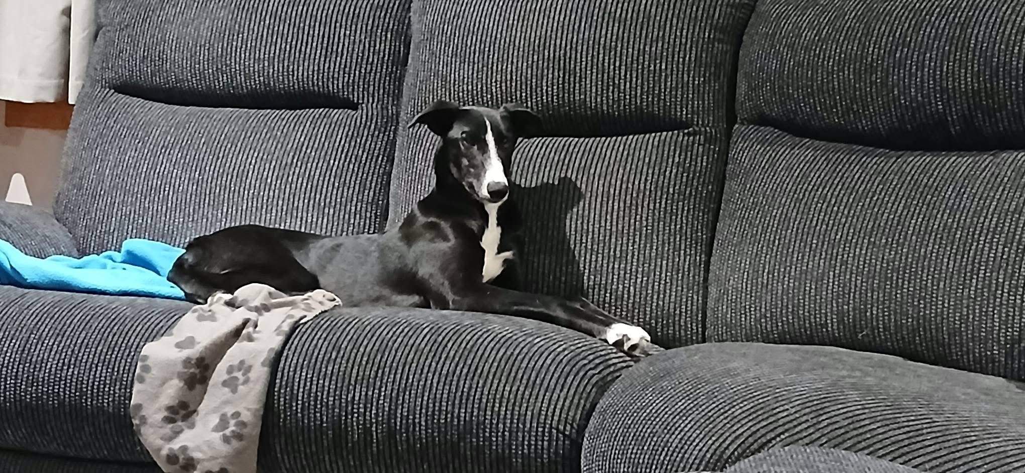 willow_1212898004383819