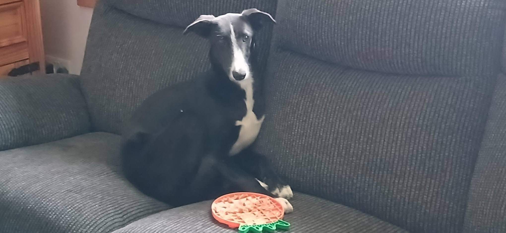 willow_1212898047717148