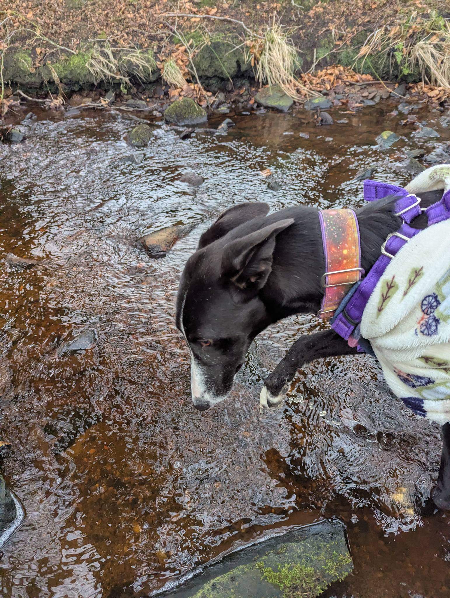 willow_1213949250945361