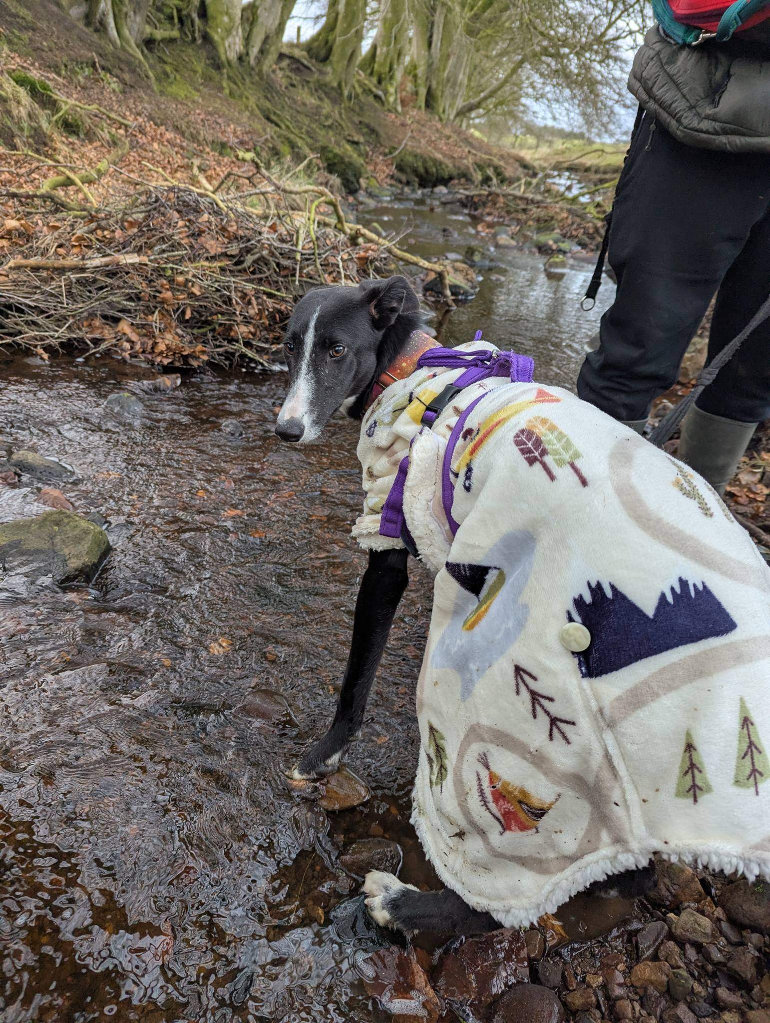 willow_1213949387612014