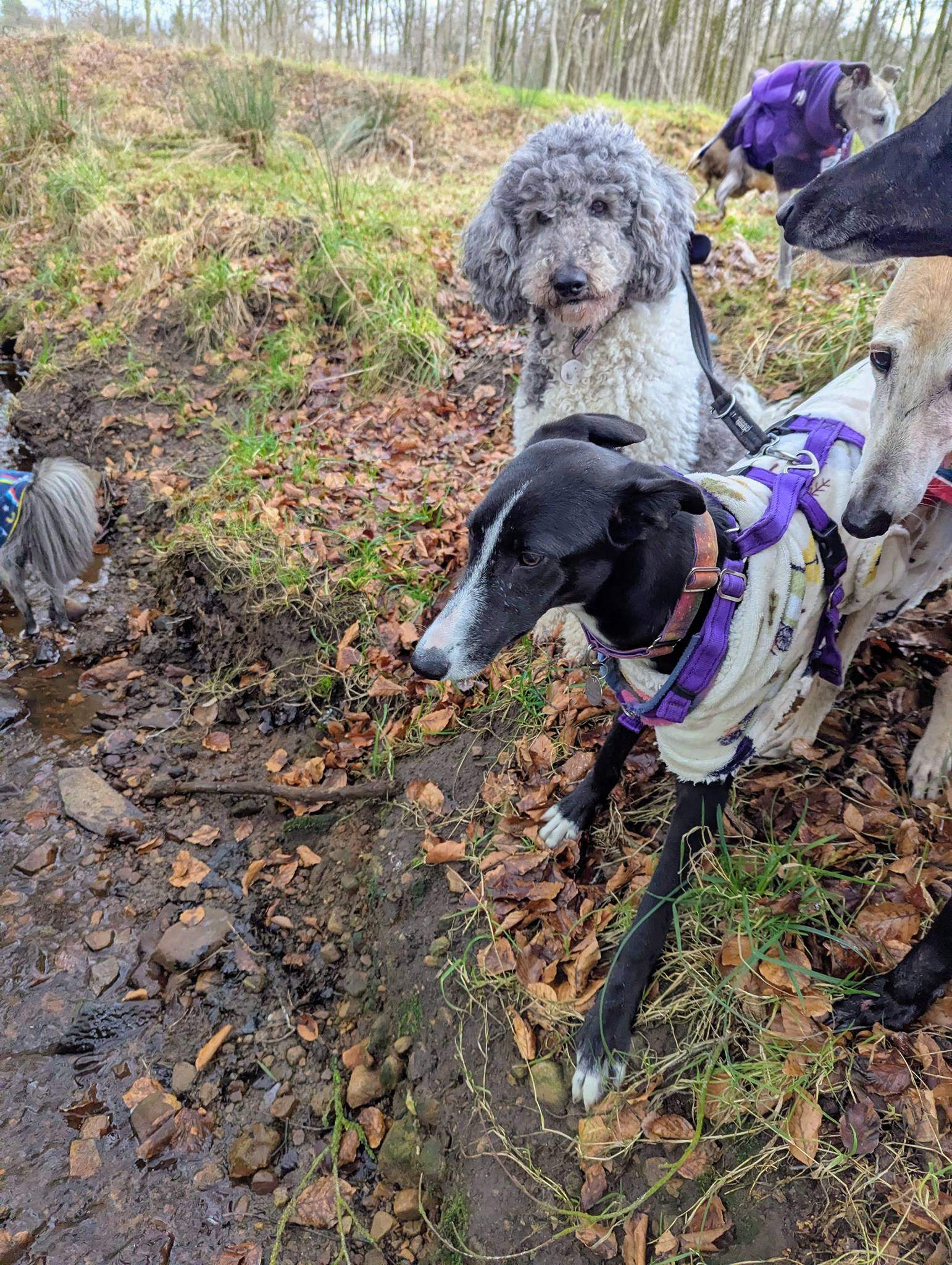 willow_1213949397612013