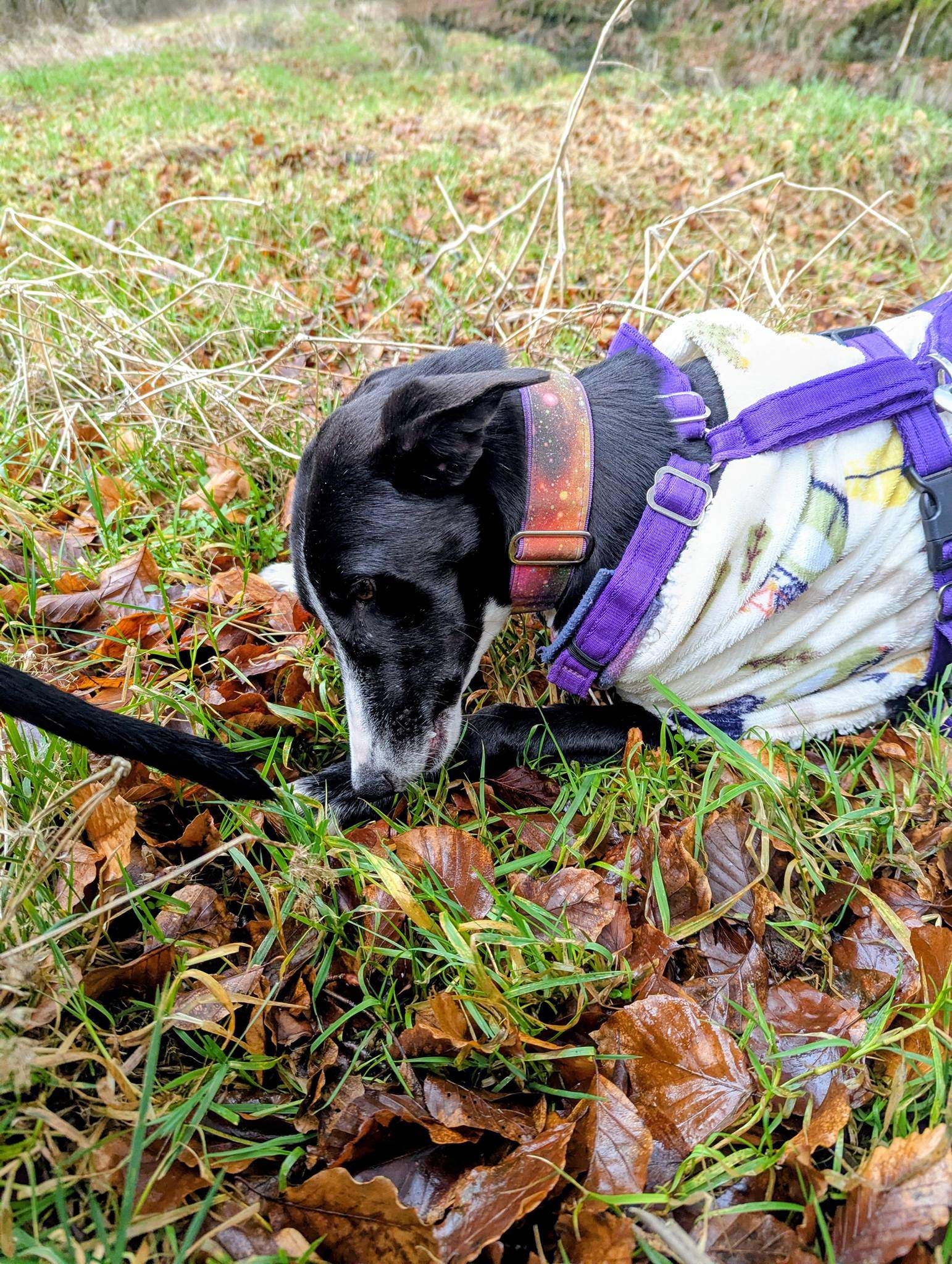 willow_1213949460945340