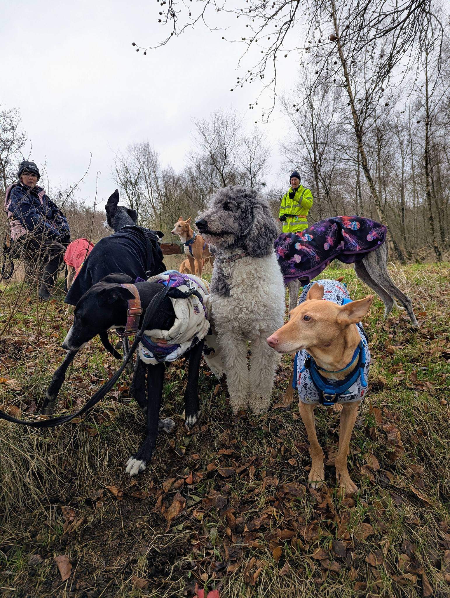 willow_1213949484278671