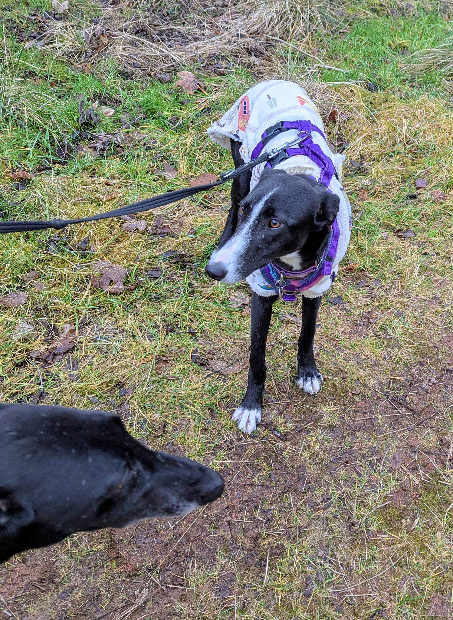 willow_1213949547611998