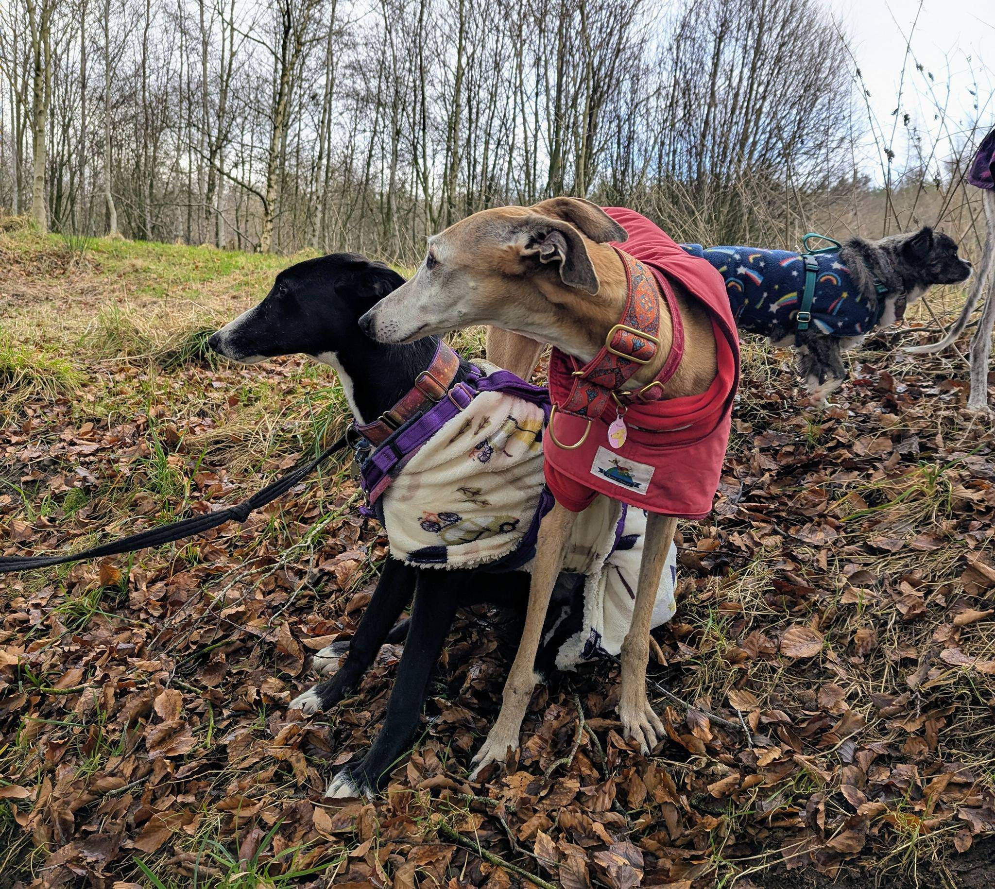 willow_1213949574278662