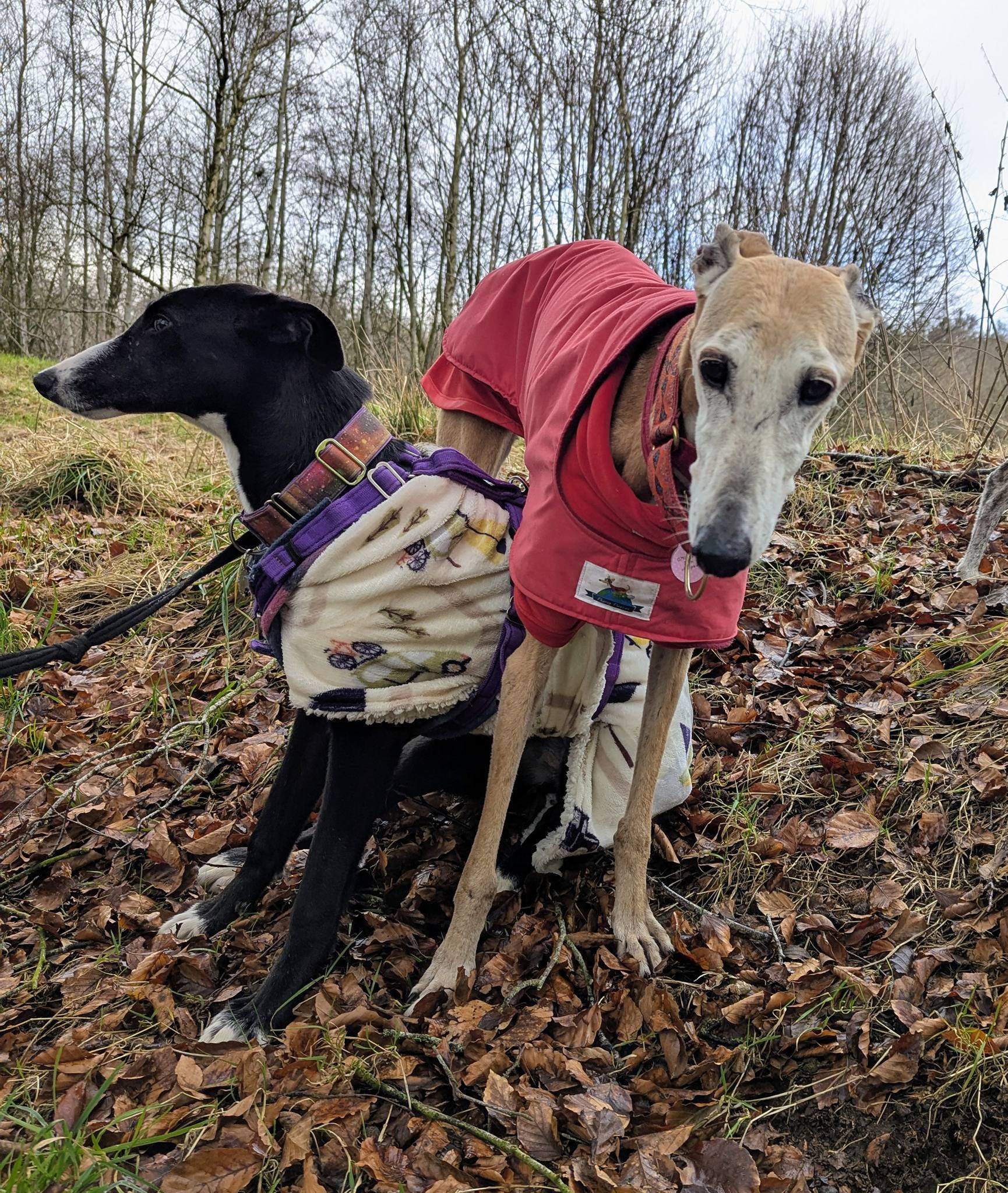 willow_1213949667611986