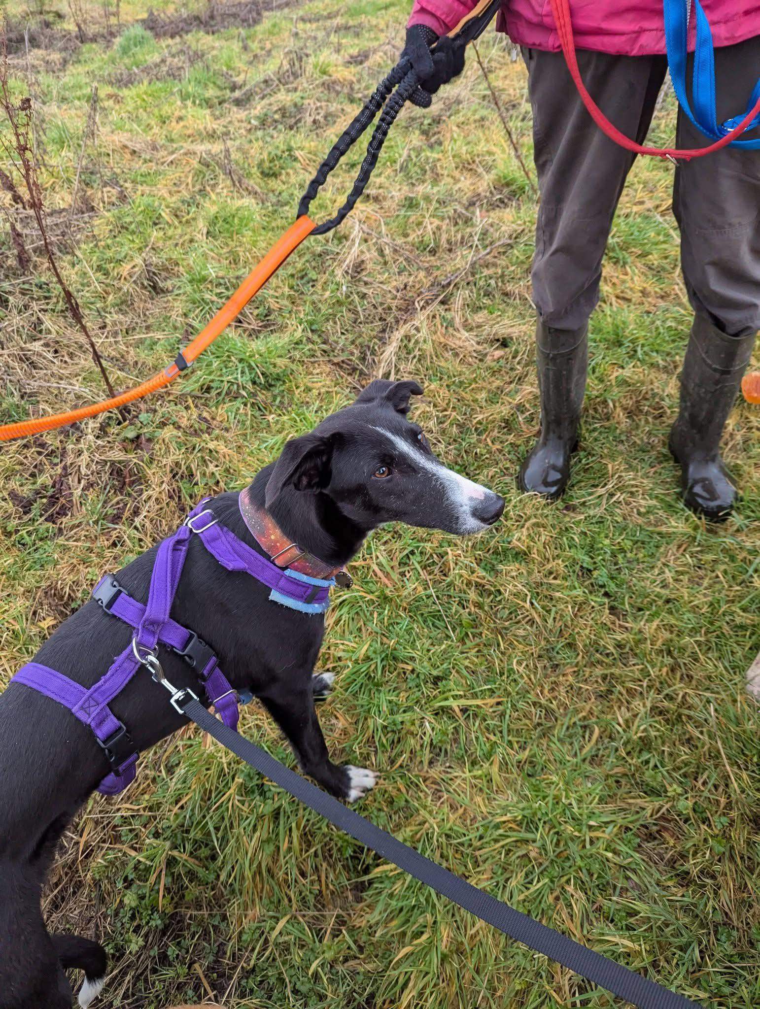 willow_1223301236676829