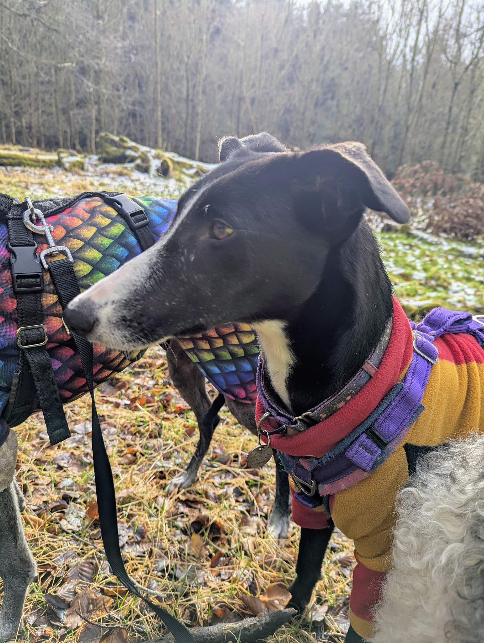 willow_1226412879698998