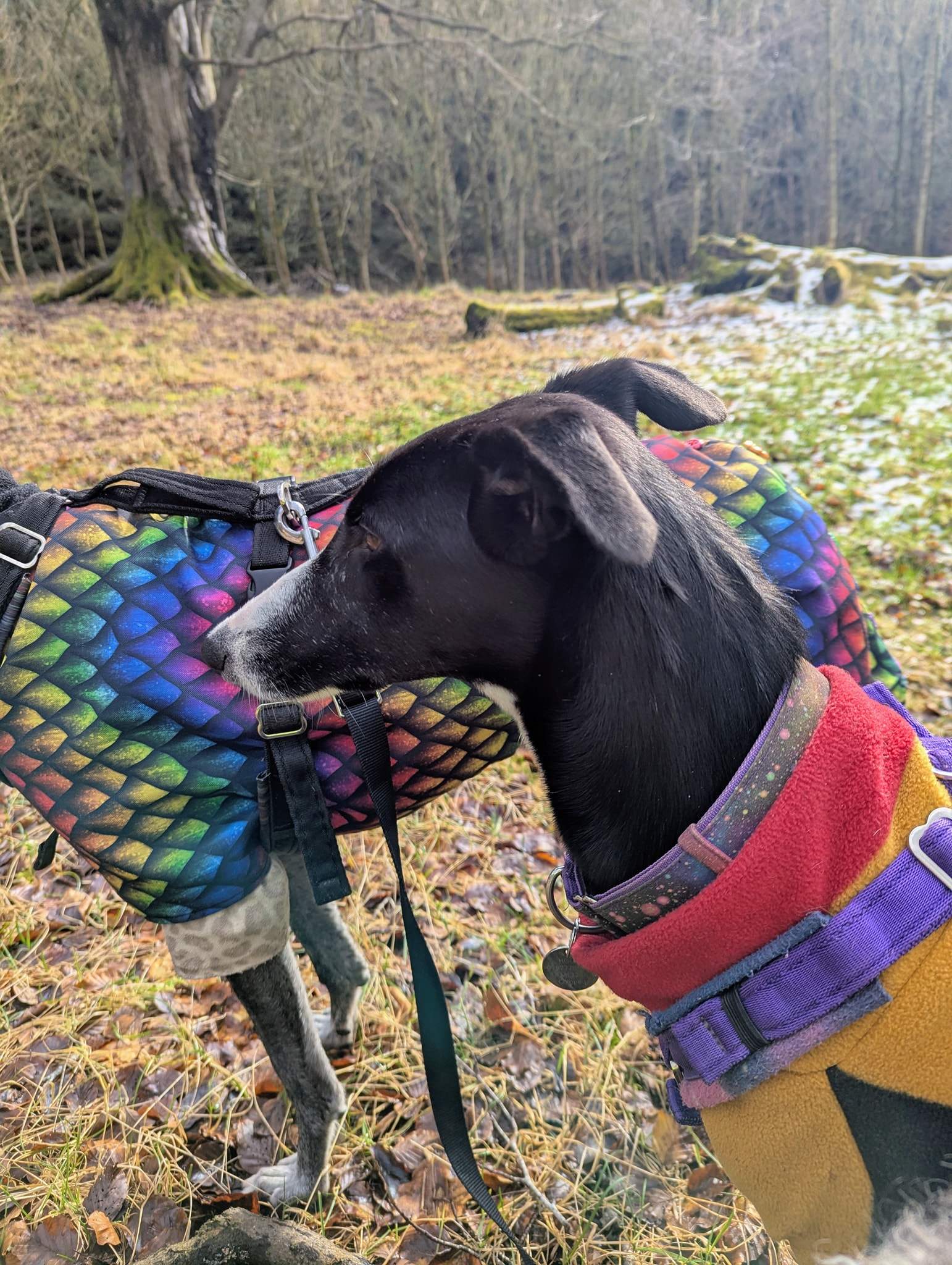 willow_1226412899698996