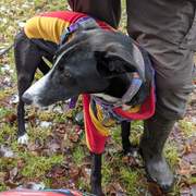 willow_1226412939698992