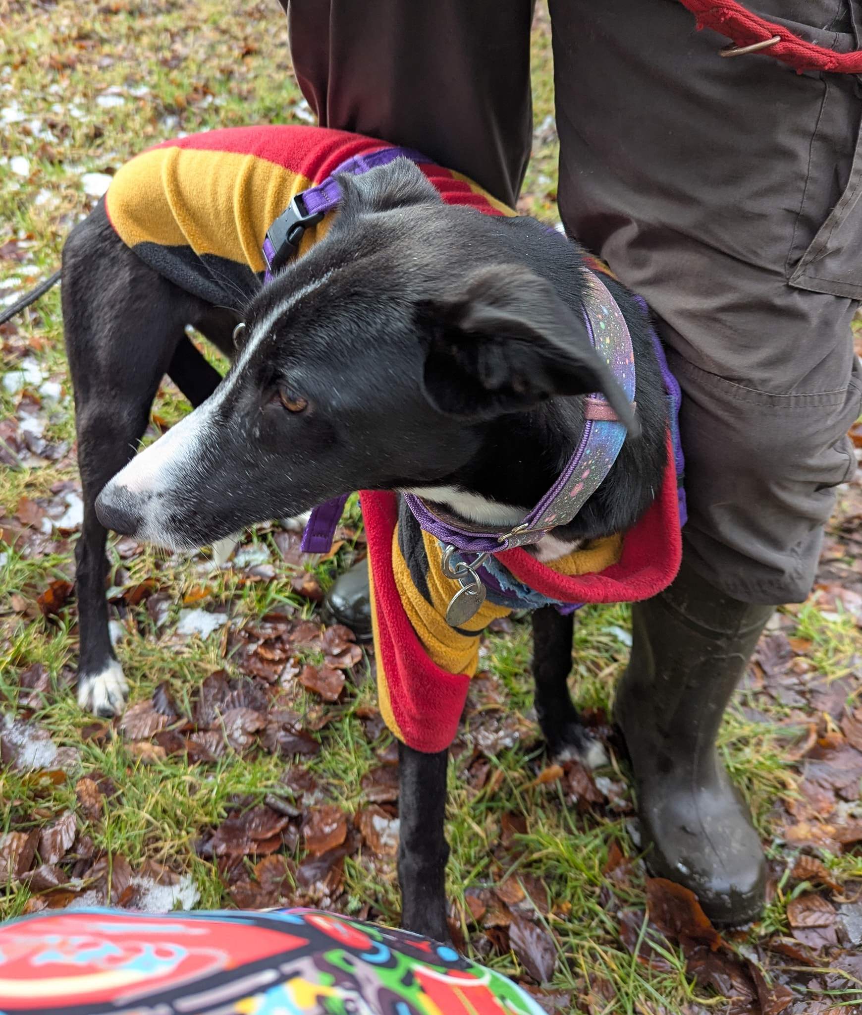 willow_1226412939698992